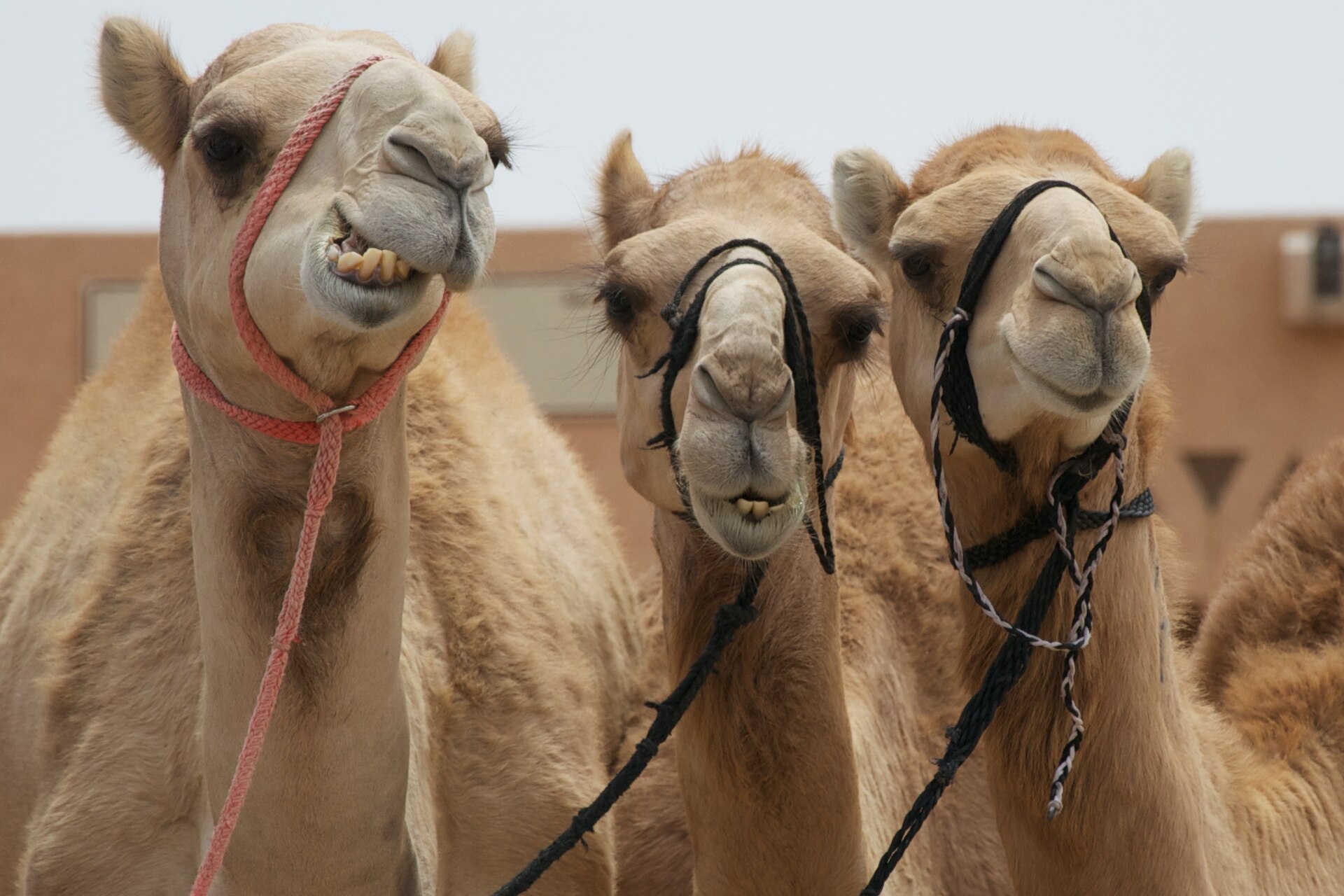 Camel Market
