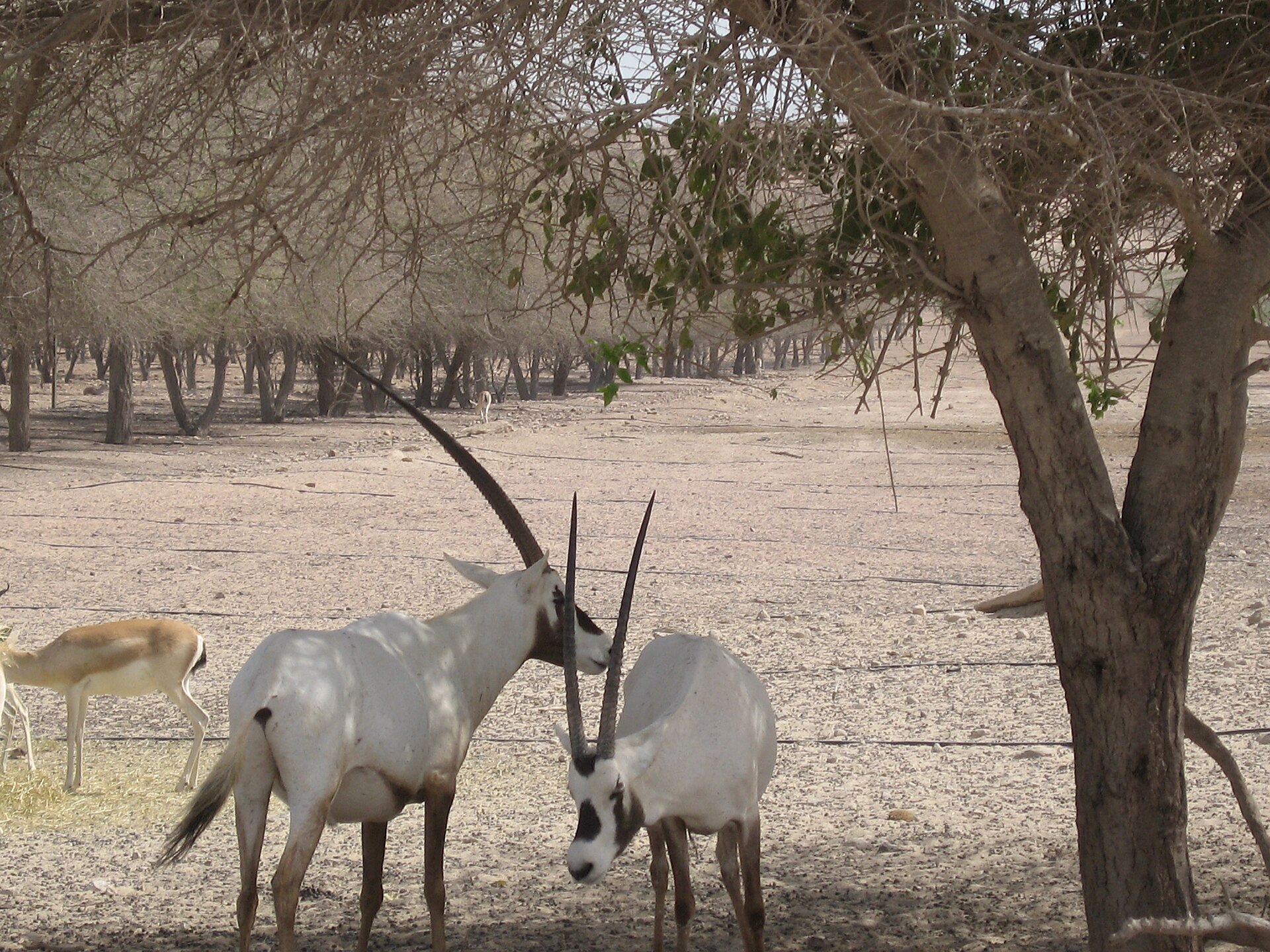 Arabian Wildlife Park
