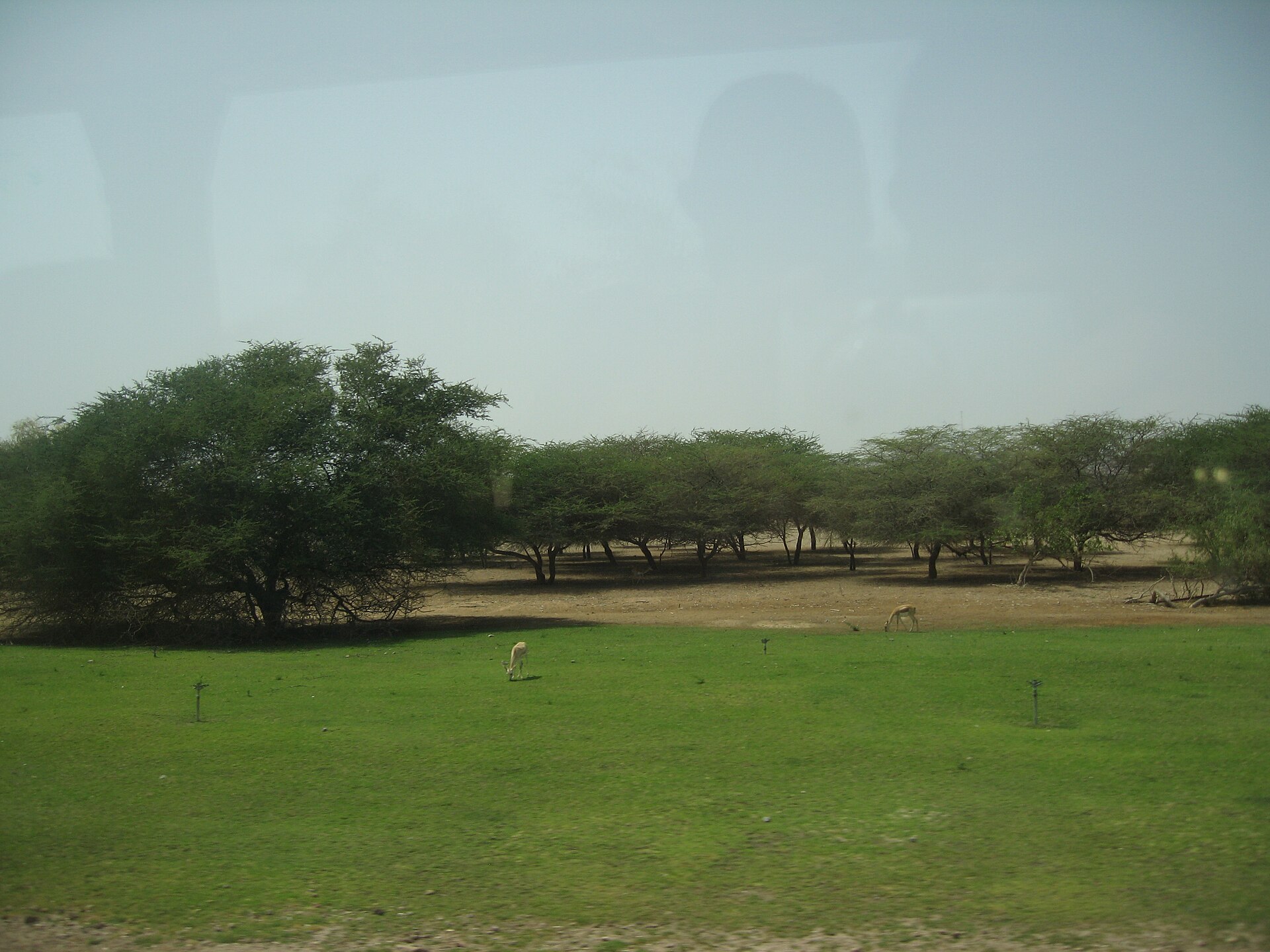 Island safari